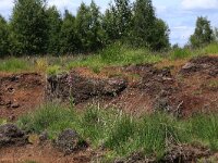 Aira praecox 6, Vroege haver, Saxifraga-Hans Boll