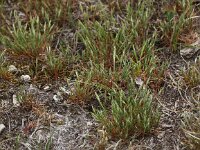 Aira praecox 3, Vroege haver, Saxifraga-Peter Meininger