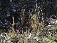 Aira praecox 4, Vroege haver, Saxifraga-Peter Meininger