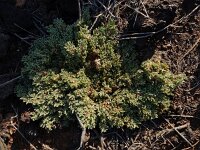 Aizoon canariense 3, Saxifraga-Ed Stikvoort