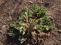 Aizoon canariense 4, Saxifraga-Ed Stikvoort