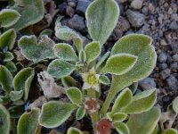 Aizoon canariense 5, Saxifraga-Ed Stikvoort