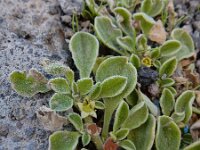 Aizoon canariense 8, Saxifraga-Ed Stikvoort