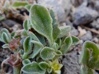 Aizoon canariense 9, Saxifraga-Ed Stikvoort