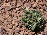 Aizoon hispanicum 1, Saxifraga-Piet Zomerdijk