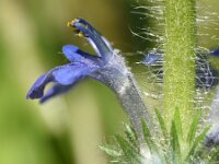 Ajuga genevensis 29, Harig zenegroen, Saxifraga-Sonja Bouwman  1002. Harig zenegroen - Ajuga genevensis - Lamiaceae familie (zw)