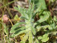 Ajuga iva 17, Saxifraga-Sonja Bouwman