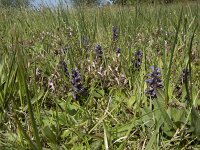 Ajuga reptans 70, Kruipend zenegroen, Saxifraga-Willem van Kruijsbergen