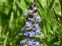 Ajuga reptans 77, Kruipend zenegroen, Saxifraga-Sonja Bouwman  511. Kruipend zenegroen - Ajuga reptans - Lamiaceae familie (i) Meijendel (Wassenaar), Sandwijck (De Bilt), Drentsche Aa (Oudemolen), Woerden, The Burren