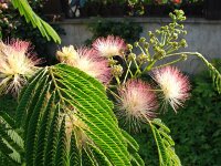 Albizia julibrissin 2, Saxifraga-Jasenka Topic