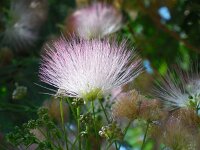 Albizia julibrissin 4, Saxifraga-Ed Stikvoort