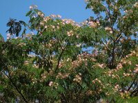 Albizia julibrissin 5, Saxifraga-Ed Stikvoort