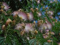 Albizia julibrissin 6, Saxifraga-Ed Stikvoort