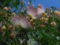 Albizia julibrissin 7, Saxifraga-Ed Stikvoort
