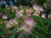 Albizia julibrissin 8, Saxifraga-Ed Stikvoort