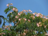 Albizia julibrissin 9, Saxifraga-Ed Stikvoort