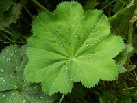 Alchemilla mollis 10, Fraaie vrouwenmantel, Saxifraga-Rutger Barendse