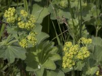 Alchemilla mollis 11, Fraaie vrouwenmantel, Saxifraga-Willem van Kruijsbergen