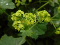 Alchemilla mollis 12, Fraaie vrouwenmantel, Saxifraga-Ed Stikvoort