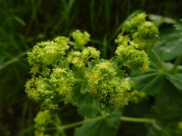 Alchemilla mollis 13, Fraaie vrouwenmantel, Saxifraga-Ed Stikvoort