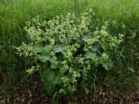 Alchemilla mollis 15, Fraaie vrouwenmantel, Saxifraga-Ed Stikvoort