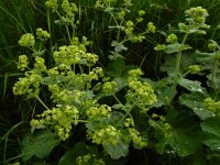 Alchemilla mollis 16, Fraaie vrouwenmantel, Saxifraga-Ed Stikvoort