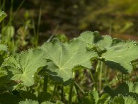 Alchemilla mollis 17, Fraaie vrouwenmantel, Saxifraga-Jan van der Straaten