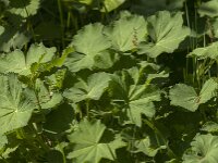Alchemilla mollis 18, Fraaie vrouwenmantel, Saxifraga-Jan van der Straaten