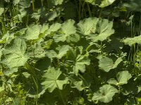 Alchemilla mollis 19, Fraaie vrouwenmantel, Saxifraga-Jan van der Straaten