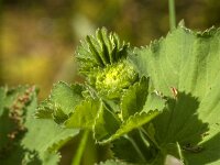 Alchemilla mollis 21, Fraaie vrouwenmantel, Saxifraga-Jan van der Straaten