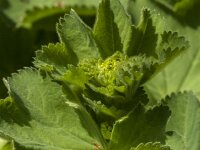 Alchemilla mollis 22, Fraaie vrouwenmantel, Saxifraga-Jan van der Straaten