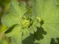 Alchemilla mollis 25, Fraaie vrouwenmantel, Saxifraga-Jan van der Straaten