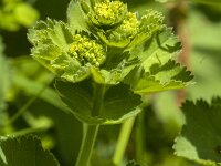 Alchemilla mollis 26, Fraaie vrouwenmantel, Saxifraga-Jan van der Straaten