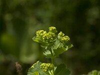 Alchemilla mollis 28, Fraaie vrouwenmantel, Saxifraga-Jan van der Straaten