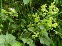 Alchemilla mollis 3, Fraaie vrouwenmantel, Saxifraga-Rutger Barendse