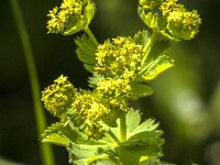 Alchemilla mollis 30, Fraaie vrouwenmantel, Saxifraga-Jan van der Straaten