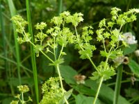 Alchemilla mollis 4, Fraaie vrouwenmantel, Saxifraga-Rutger Barendse