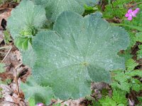 Alchemilla mollis 5, Fraaie vrouwenmantel, Saxifraga-Rutger Barendse