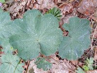 Alchemilla mollis 6, Fraaie vrouwenmantel, Saxifraga-Rutger Barendse