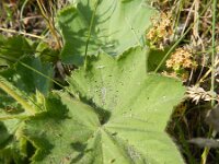 Alchemilla mollis 7, Fraaie vrouwenmantel, Saxifraga-Rutger Barendse