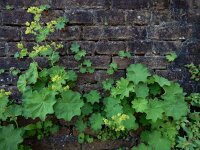 Alchemilla mollis 8, Fraaie vrouwenmantel, Saxifraga-Ed Stikvoort