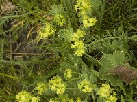 Alchemilla splendens 2, Saxifraga-Jan van der Straaten