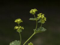 Alchemilla splendens 3, Saxifraga-Jan van der Straaten