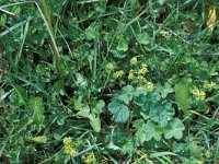 Alchemilla splendens 4, Saxifraga-Piet Zomerdijk