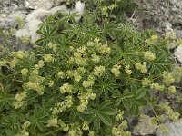 Alchemilla splendens 5, Saxifraga-Jan van der Straaten