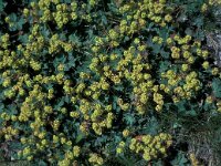 Alchemilla splendens 6, Saxifraga-Jan van der Straaten
