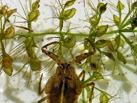 Aldrovanda vesiculosa 3, Saxifraga-Hans Grotenhuis