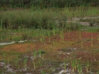 Alisma plantago-aquatica 10, Grote waterweegbree, Saxifraga-Hans Boll