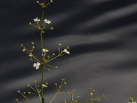 Alisma plantago-aquatica 13, Grote waterweegbree, Saxifraga-Ed Stikvoort
