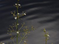Alisma plantago-aquatica 14, Grote waterweegbree, Saxifraga-Ed Stikvoort